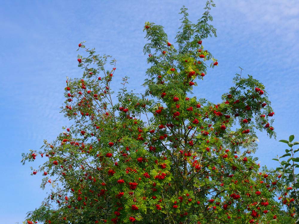 Wildobst Sorbus aucuparia var. edulis Essbare Eberesche