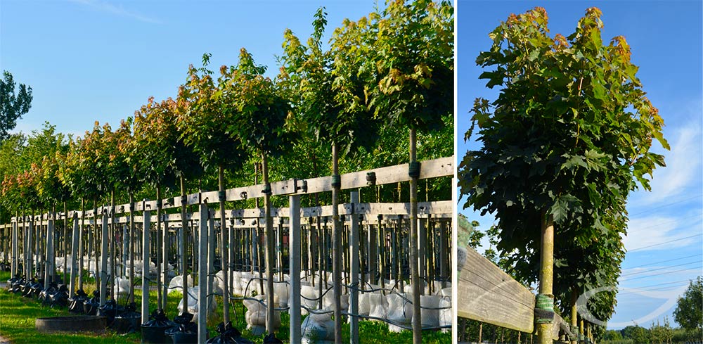 Acer plataniodes ‚Globosum‘, Kugel-Ahorn