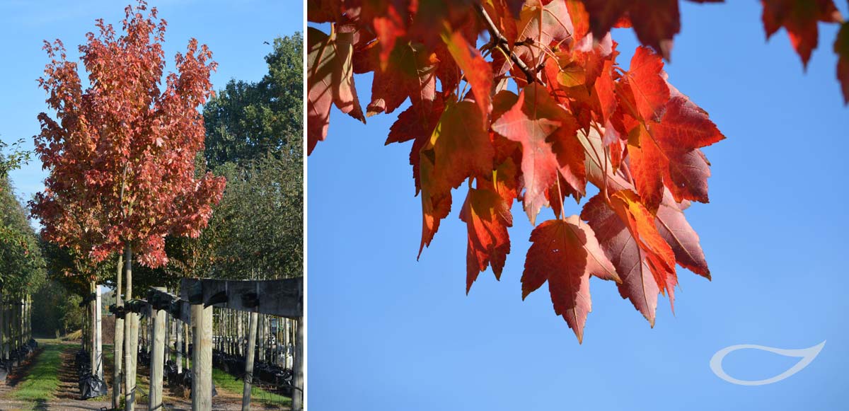 Acer rubrum Herbstfärbung Containerbaum