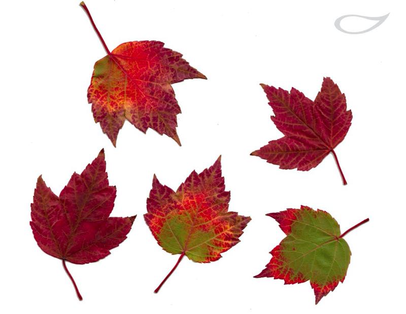 Acer rubrum Herbstlaub Herbstfärber