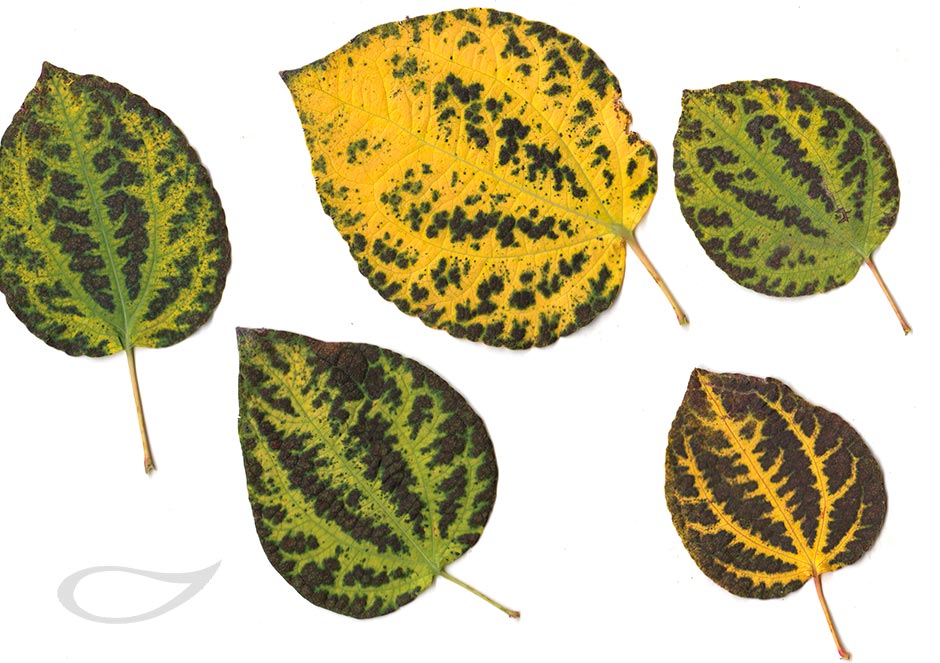 Cercidiphyllum Herbstlaub 2019