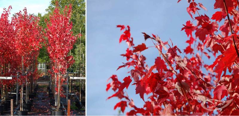 Containerbäume Acer Herbstfärbung