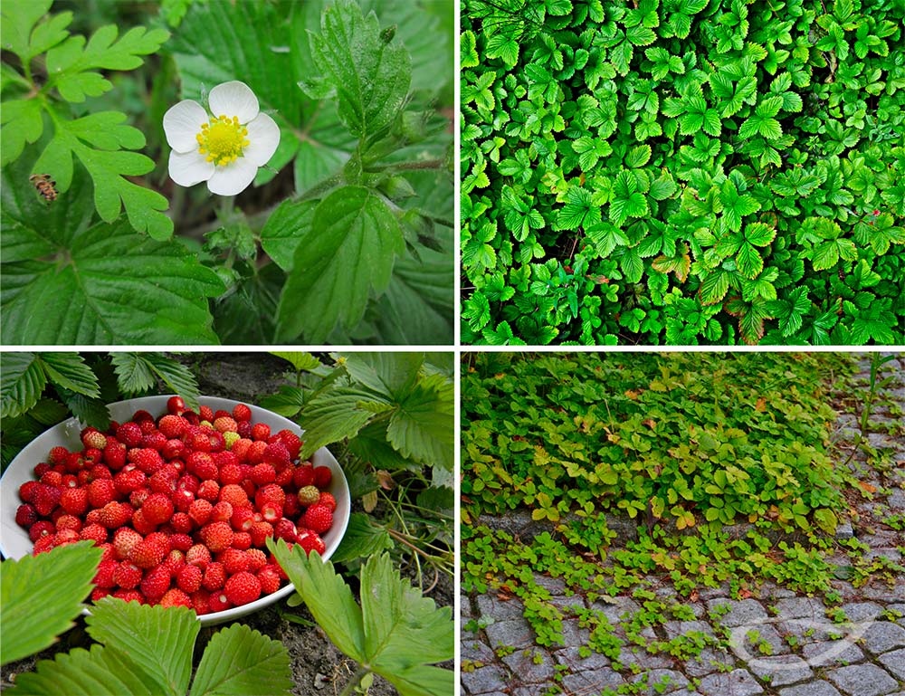 Wald-Erdbeere Blüte, Blatt und Frucht