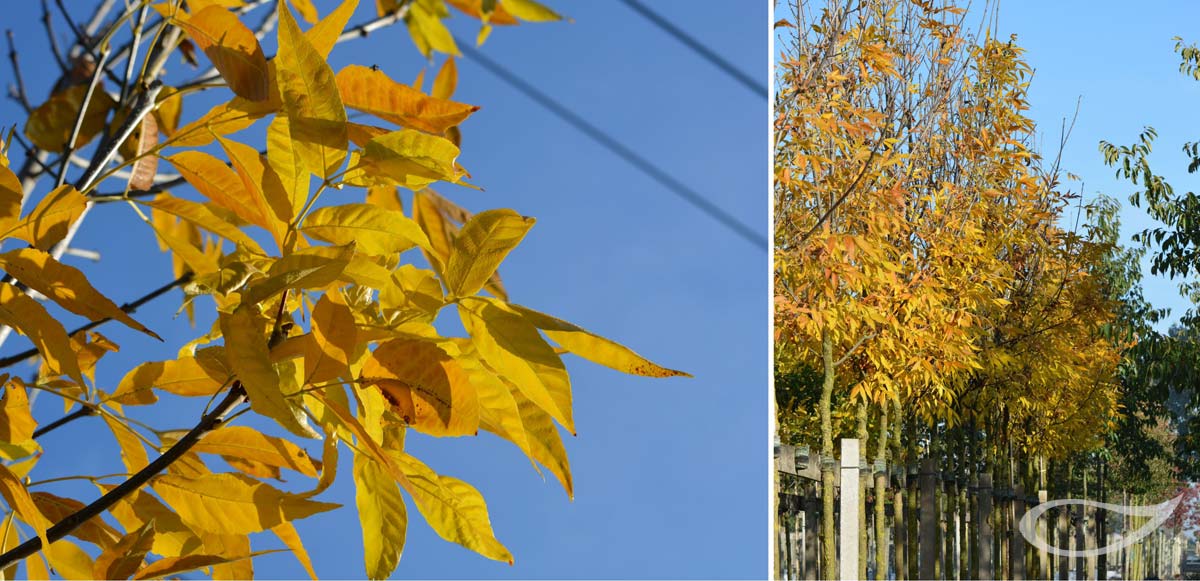 Fraxinus ornus Herbstfärbung Containerbaum
