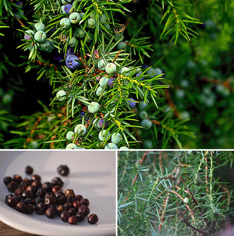 Juniperus communis Wacholder