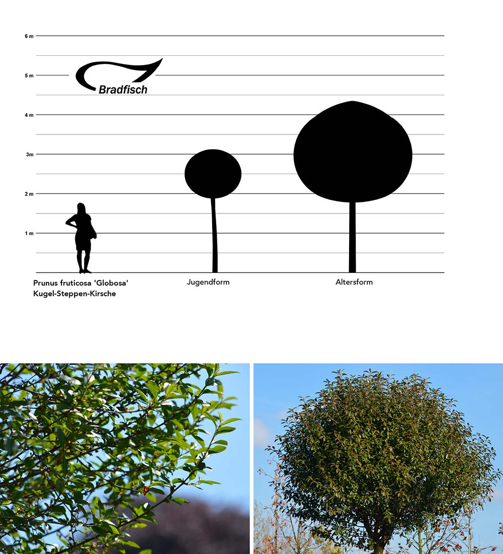 Prunus fruticosa Globosa, Kugel-Steppen-Kirsche, Grafik Größenvergleich