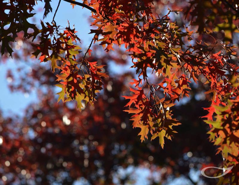 Quercus palustris Herbstfärbung Herbstfärber