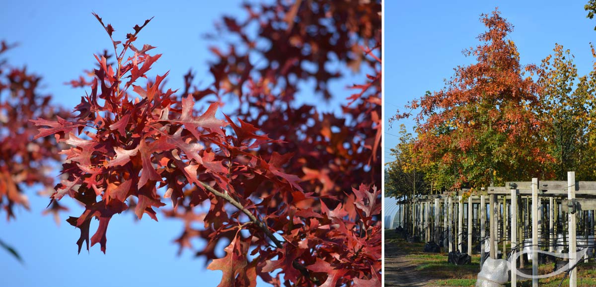 Quercus palustris Herbstfärbung Containerbaum