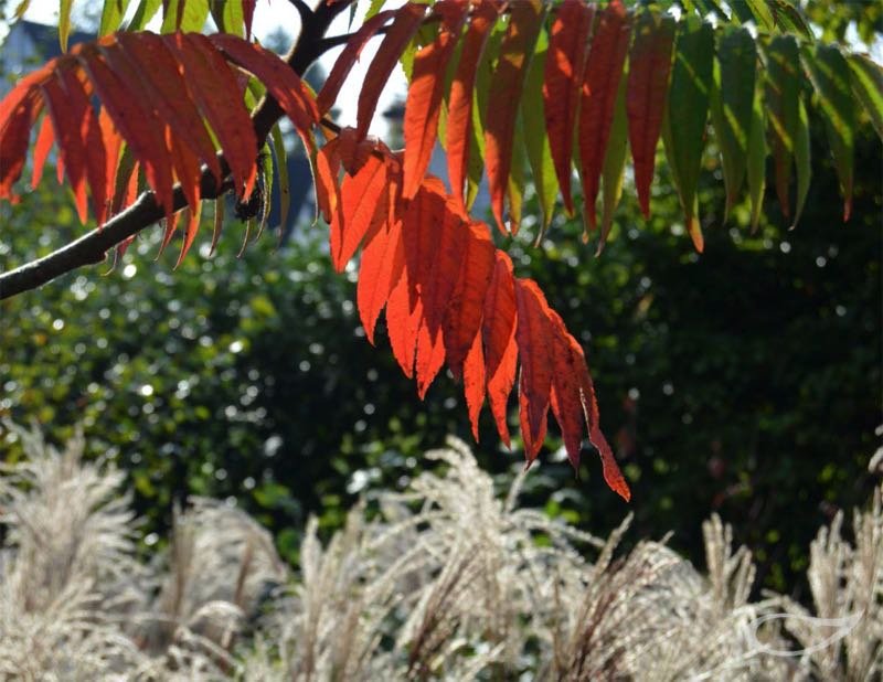 Rhus typhina Herbstfärbung mit Miscanthus sinensis im Hintergrund