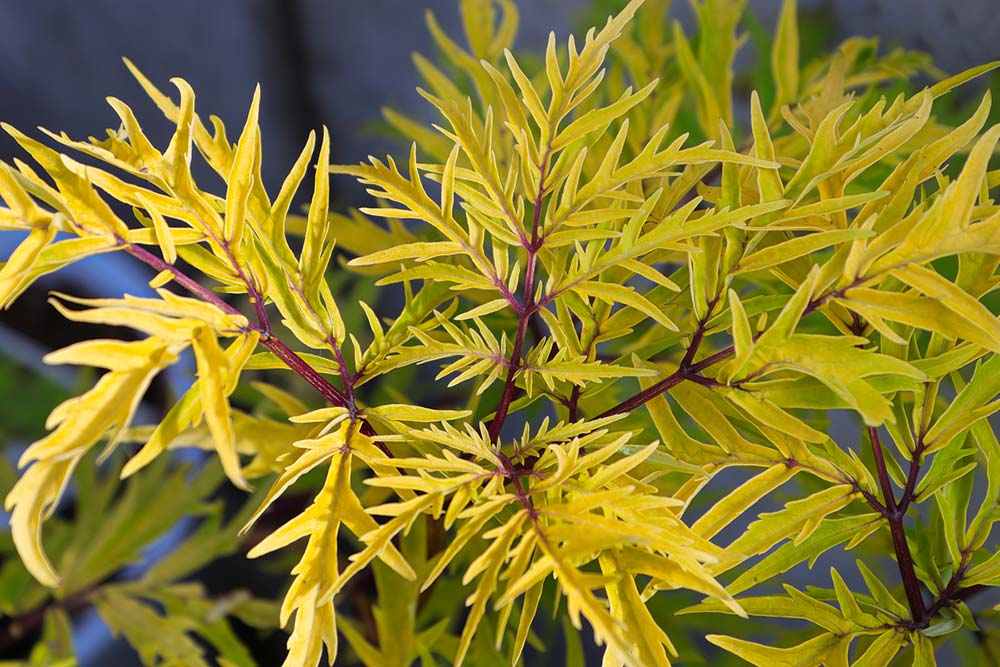 Sambucus racemosa Plumosa Aurea Farnblättriger Goldholunder