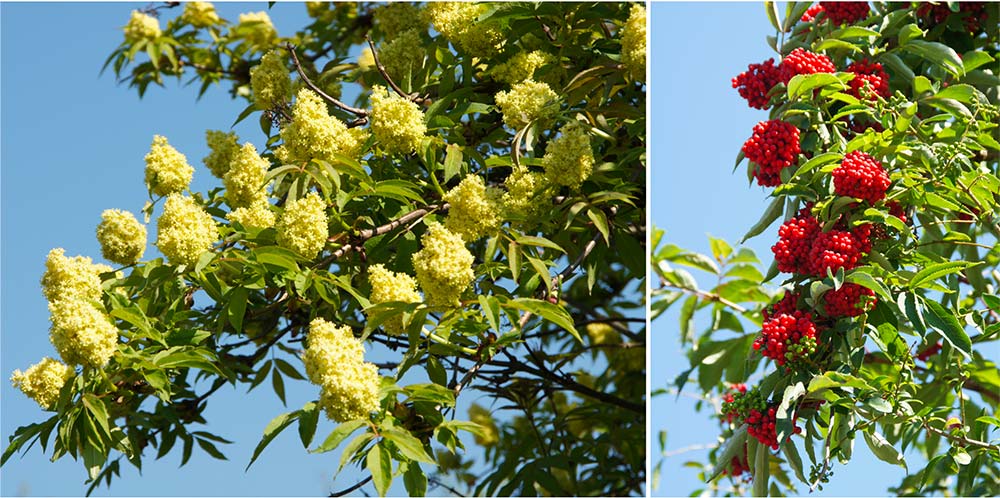 Sambucus racemosa Roter Holunder Traubenholunder, Blüten und Früchte