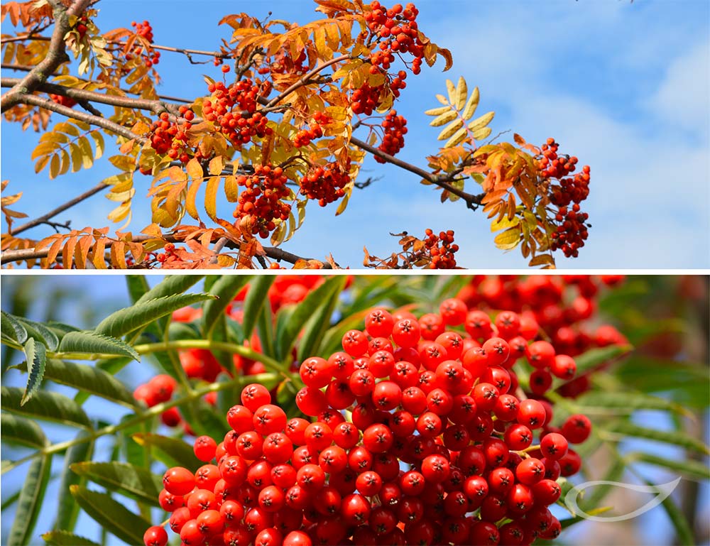 Sorbus aucuparia Eberesche Früchte und Herbstfärbung