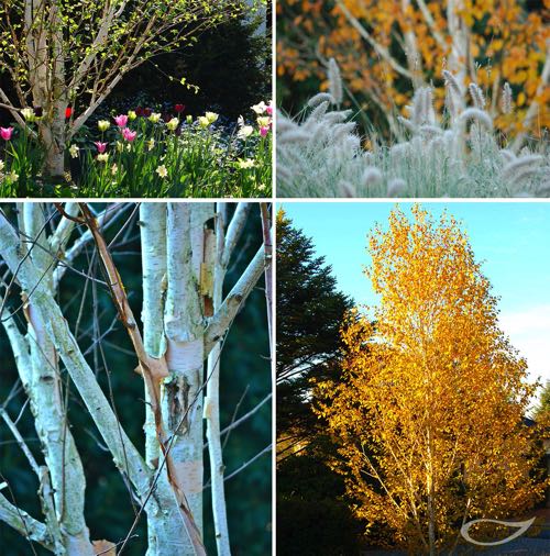 4-Jahreszeiten Baum Betula utilis ‚Doorenbos‘ - Herbstfärbung, Rindenzierde
