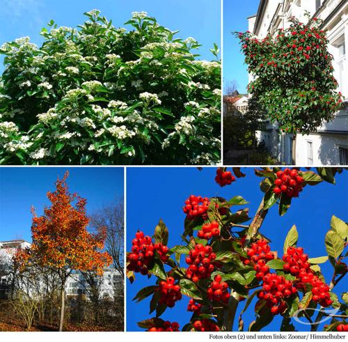 4-Jahreszeiten Baum Crataegus x lavallei ‚Carrierei‘ Blüte, Früchte, Herbstfärbung