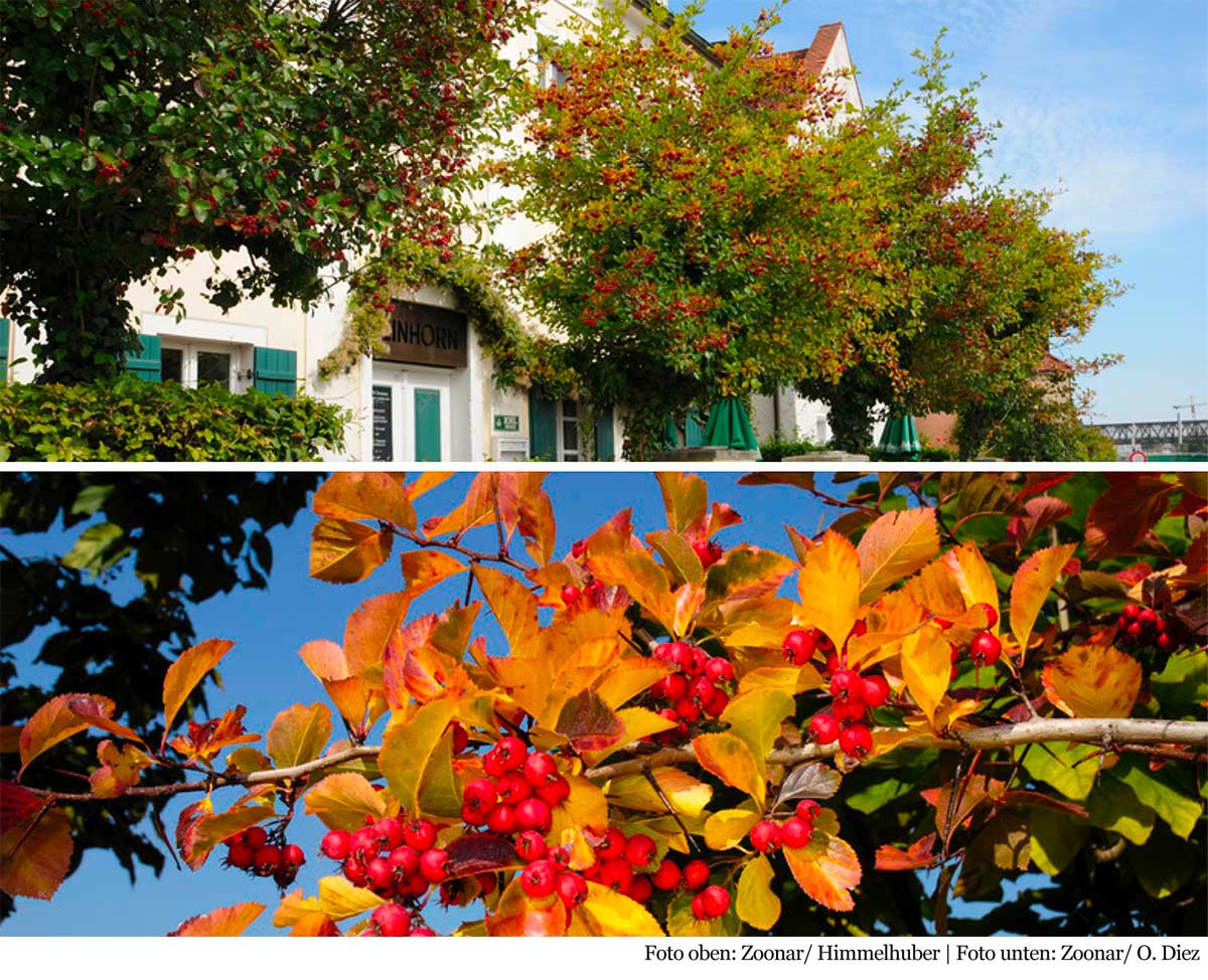 4-Jahreszeiten Baum Crataegus x persimilis ‚Splendens‘ Früchte und Herbstfärbung
