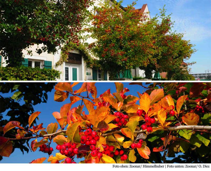 4-Jahreszeiten Baum Crataegus x persimilis ‚Splendens‘ Früchte und Herbstfärbung