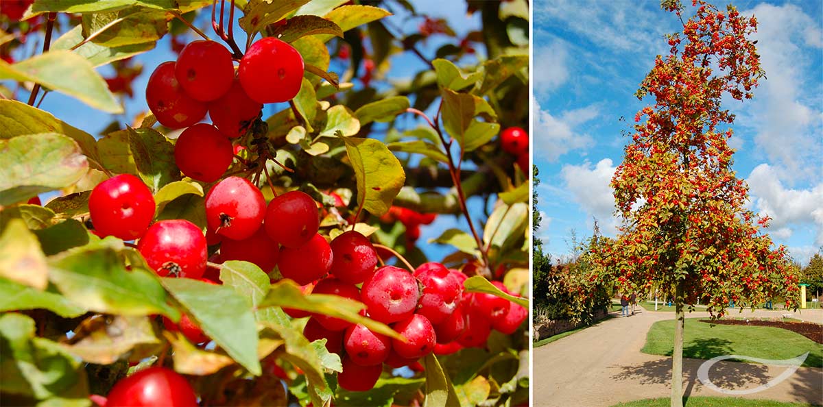 4-Jahreszeiten Baum Malus ‚Red Sentinel‘ Herbstfärbung und Früchte