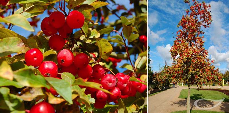 4-Jahreszeiten Baum Malus ‚Red Sentinel‘ Herbstfärbung und Früchte