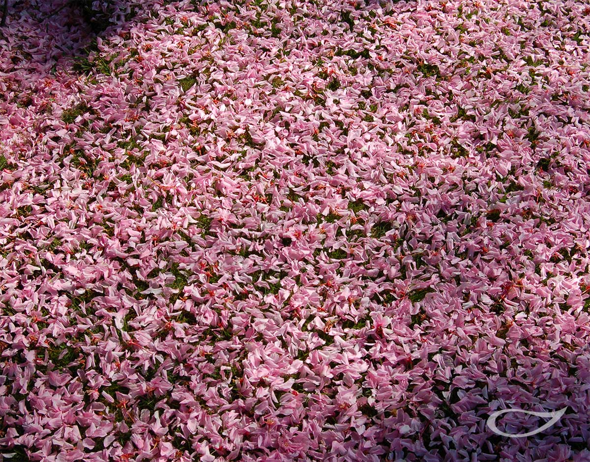 4-Jahreszeiten Baum Prunus sargentii Blütenteppich