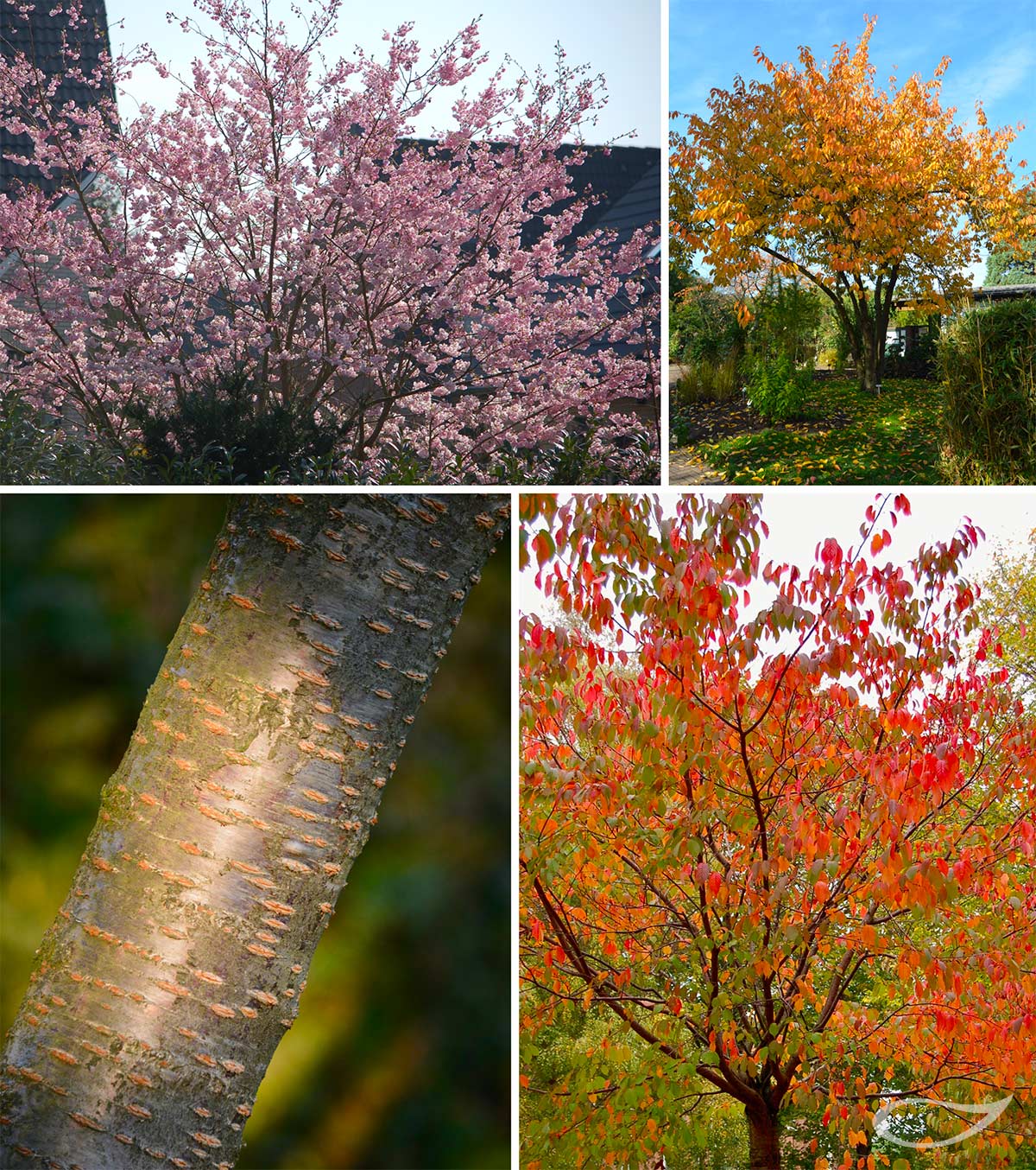 4-Jahreszeiten Baum Prunus sargentii Blüte, Herbstfärbung, Rinde