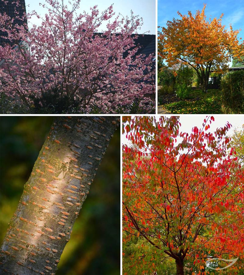 4-Jahreszeiten Baum Prunus sargentii Blüte, Herbstfärbung, Rinde