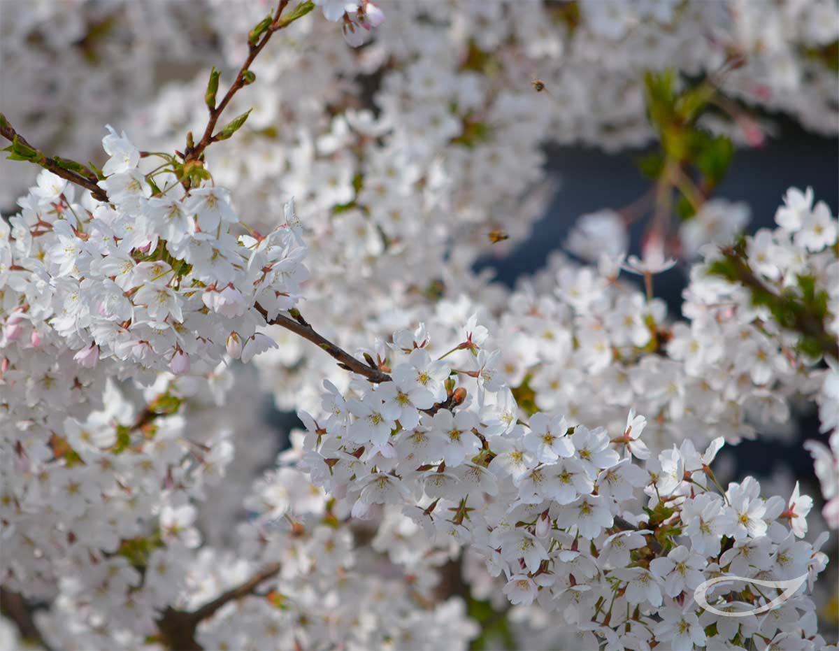 4-Jahreszeiten Baum Prunus x yedoensis Blüte
