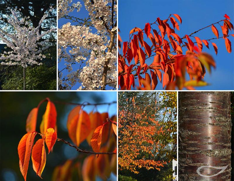 4-Jahreszeiten Baum Prunus x yedoensis Blüte, Herbstfärbung, Rinde