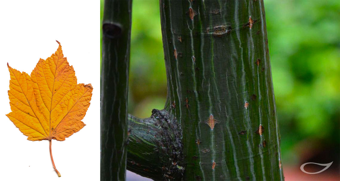 Acer rufinerve Rinde und Herbstfärbung