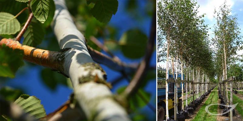 Baumschule Bradfisch Betula utilis ‚Doorenbos‘ Containerbäume