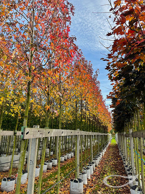 Liquidambar styraciflua im Quartier mit Herbstfärbung