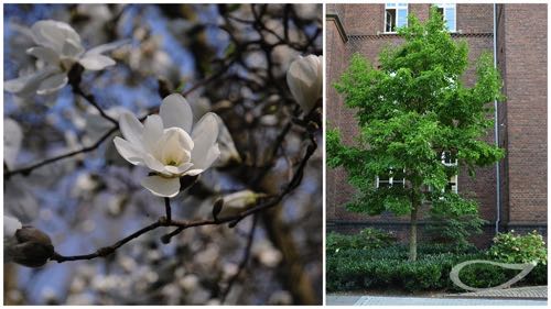 Magnolia kobus