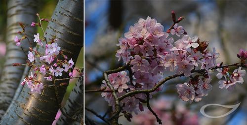 Scharlach-Kirsche Prunus sargentii Blüte und Rinde