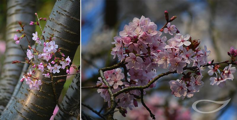 Scharlach-Kirsche Prunus sargentii Blüte und Rinde