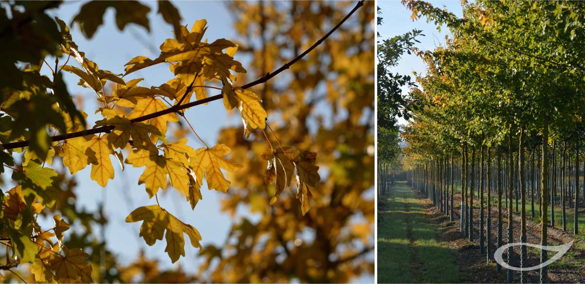 Acer campestre Herbstfärbung Freiland