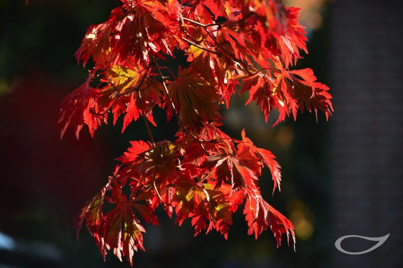 Acer japonicum Aconitifolium Herbstfärbung Herbstlaub