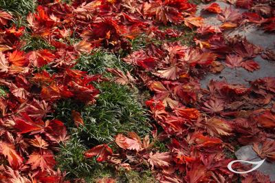 Herbstlaub Acer japonicum aconitifolium