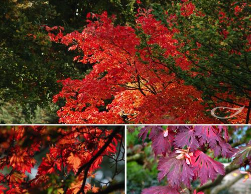 Acer japonicum Aconitifolium Herbstfärber Herbstfärbung
