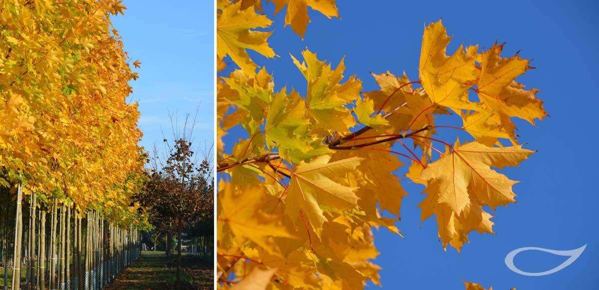 Acer plataniodes Herbstfärbung