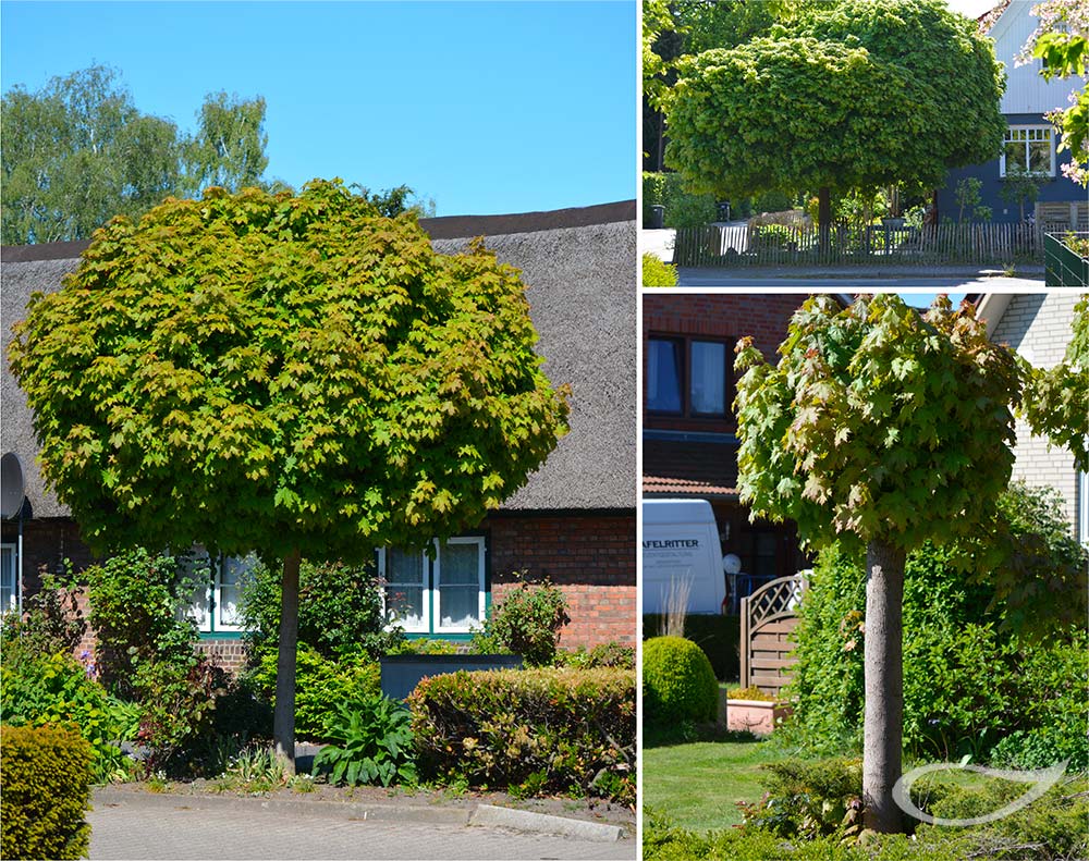 Kugelbaum Acer plataniodes Globosum Kugel-Ahorn
