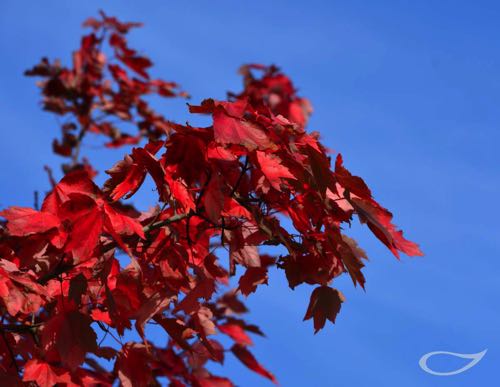 Acer rubrum Herbstfärbung Herbstfärber