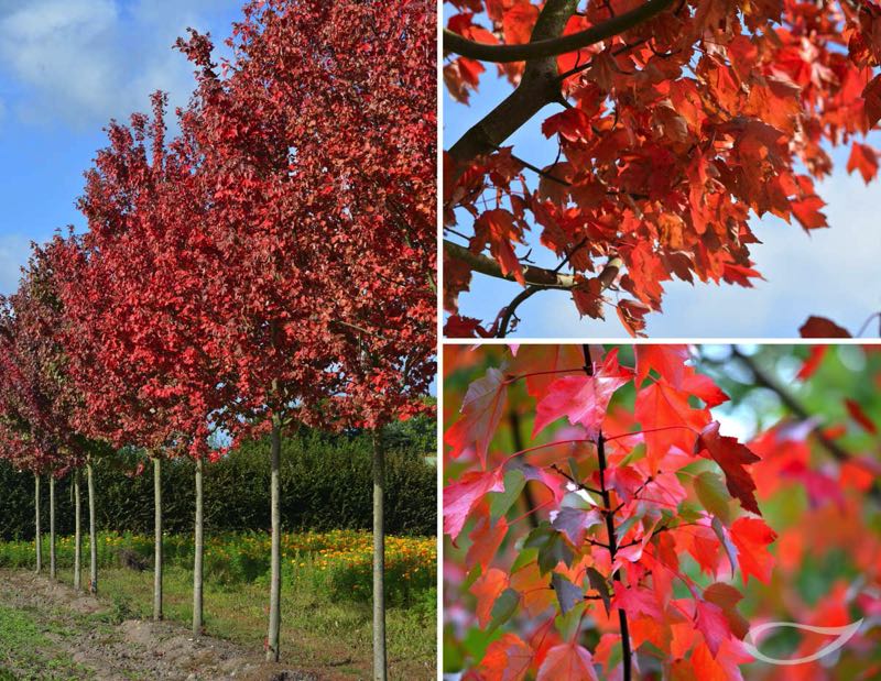 Acer rubrum Herbstfärber Herbstfärbung