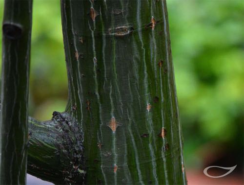 Rostbart-Ahorn Acer rufinerve