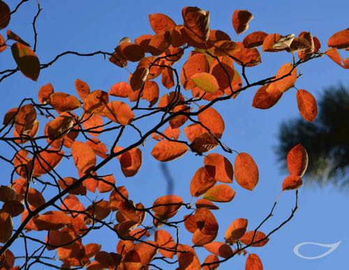 Amelanchier lamarckii Herbstlaub Herbstfärber