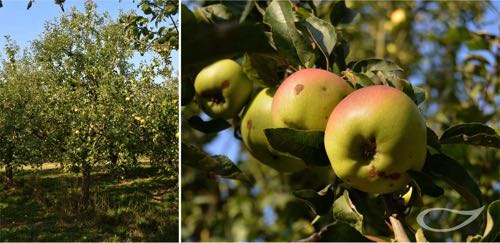 Apfelbaum Finkenwerder Herbstprinz