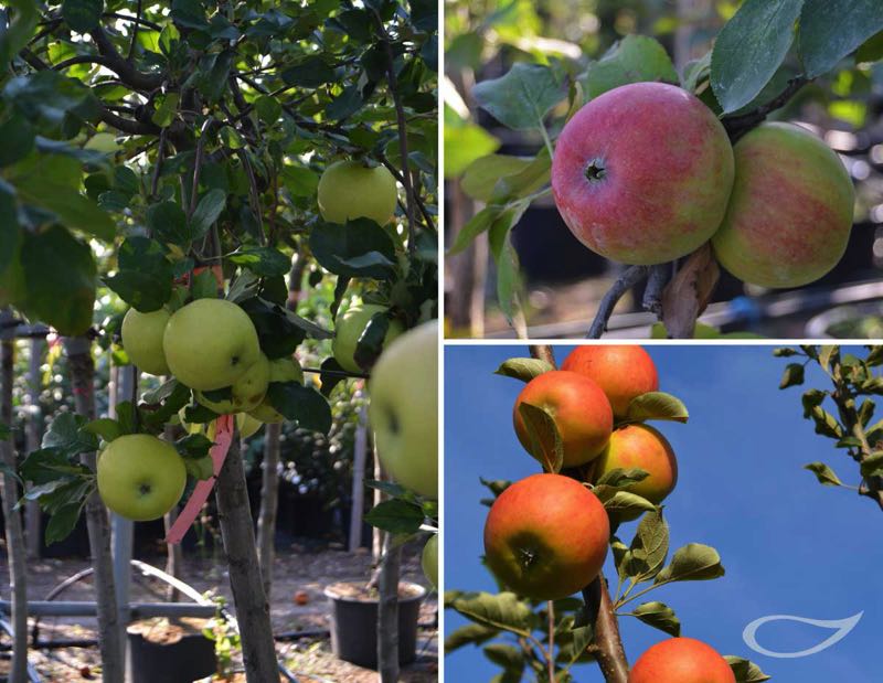 Apfelsorten Apfelbäume Baumschulquartier