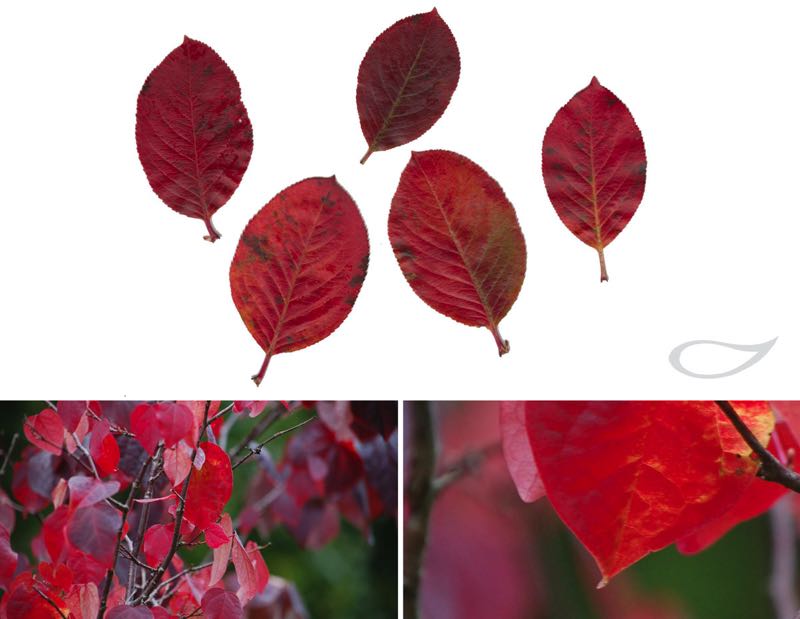 Aronia melanocarpa Herbstfärbung Herbstfärber
