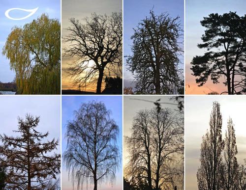 Baumarten im Winter: Typische Silhouetten von Wintergehölzen