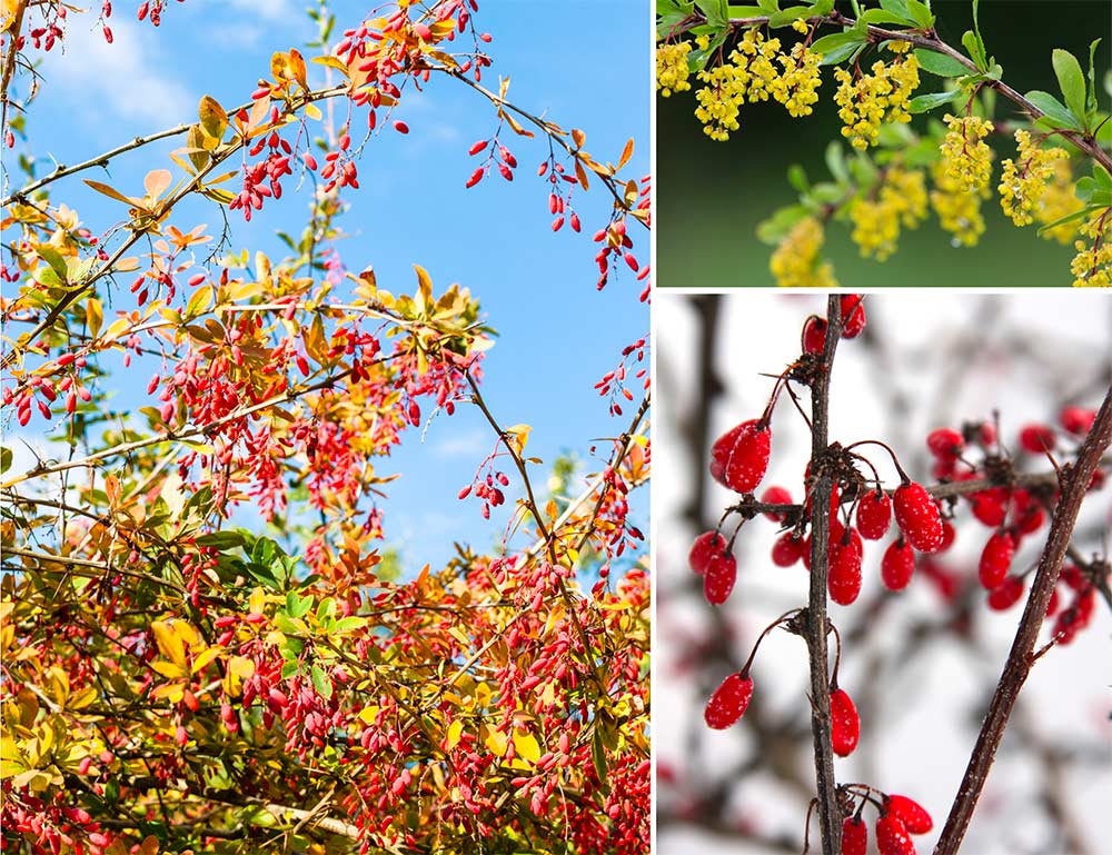 Berberis vulgaris Blüte, Herbstfärbung und Früchte