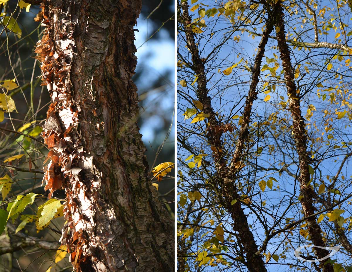 Wintergehölze: Betula nigra Schwarz-Birke