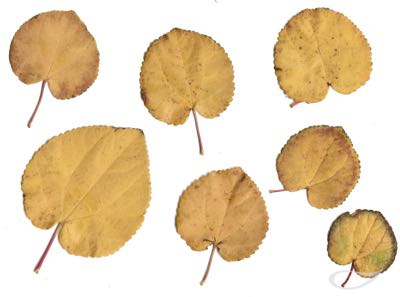 Cercidiphyllum Herbstfärber Herbstlaub
